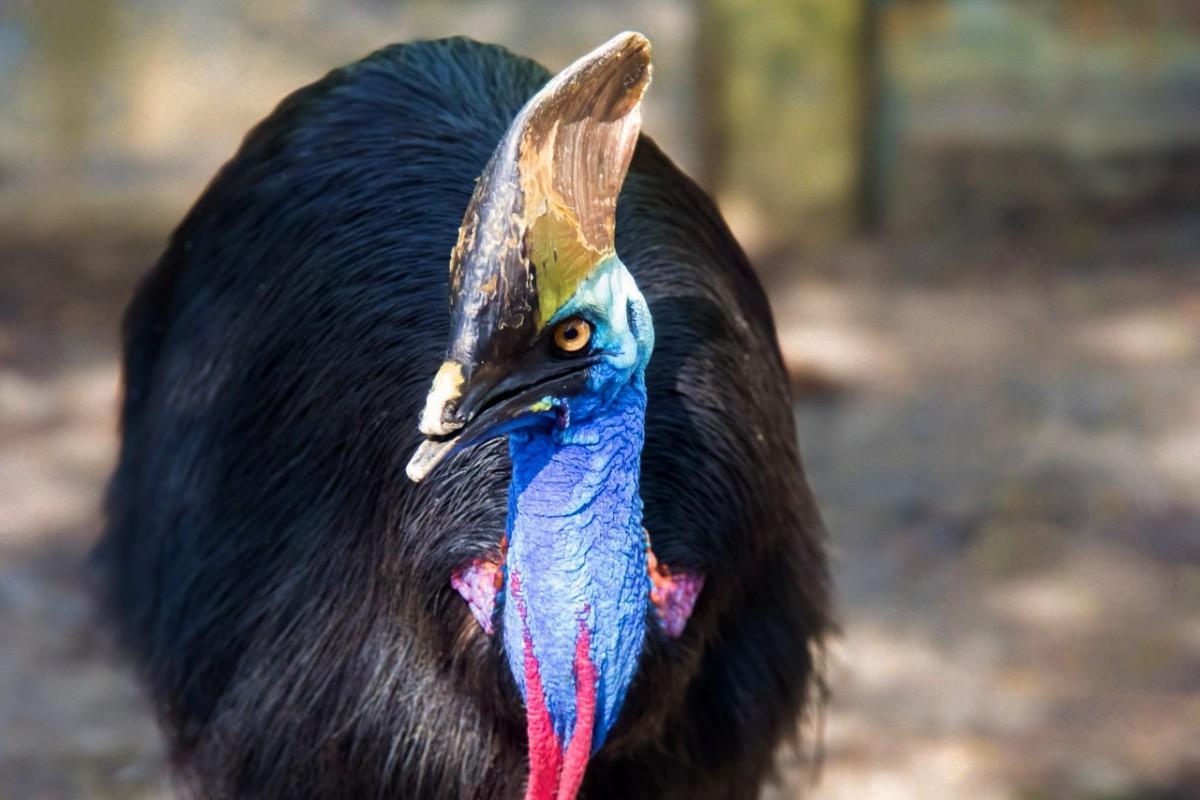 southern cassowary is one of the dangerous animals in queensland