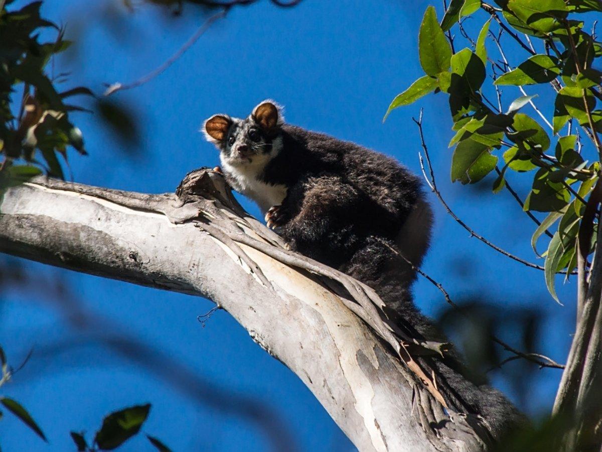 southern greater glider