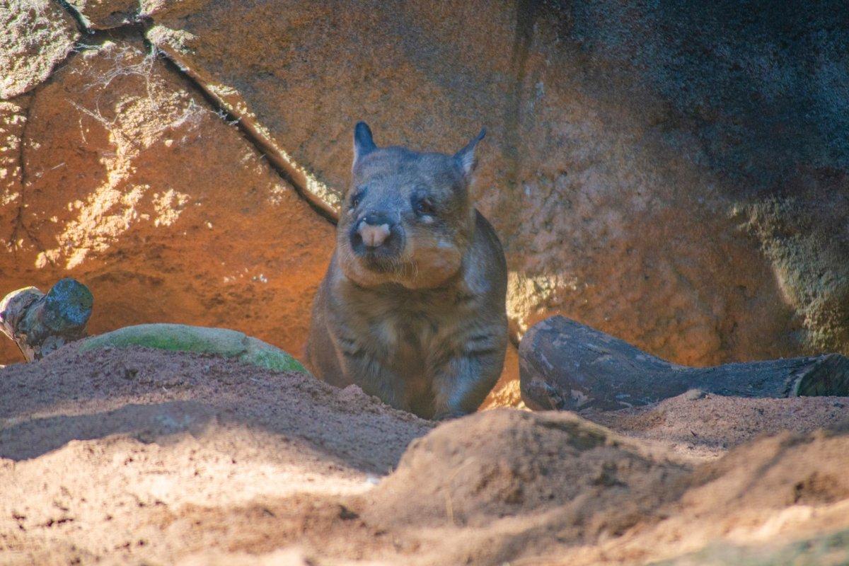 southern hairy-nosed wombat is the south australia state animal