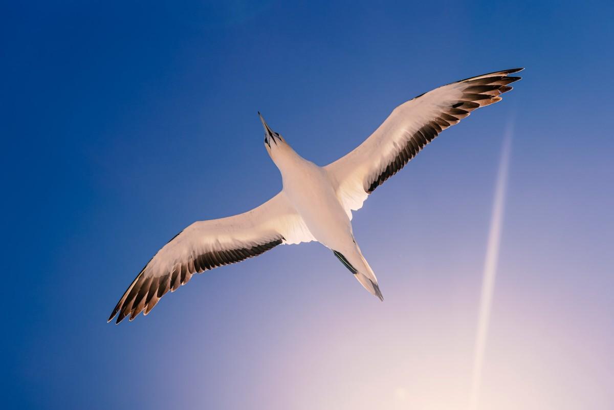 southern royal albatross