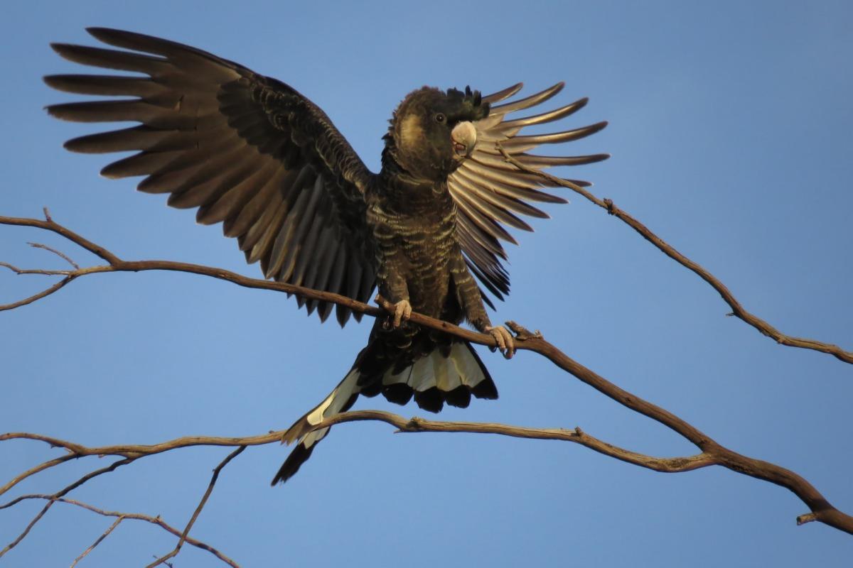 southern yellow-tailed black cockatoo is an animal tasmania has on its land