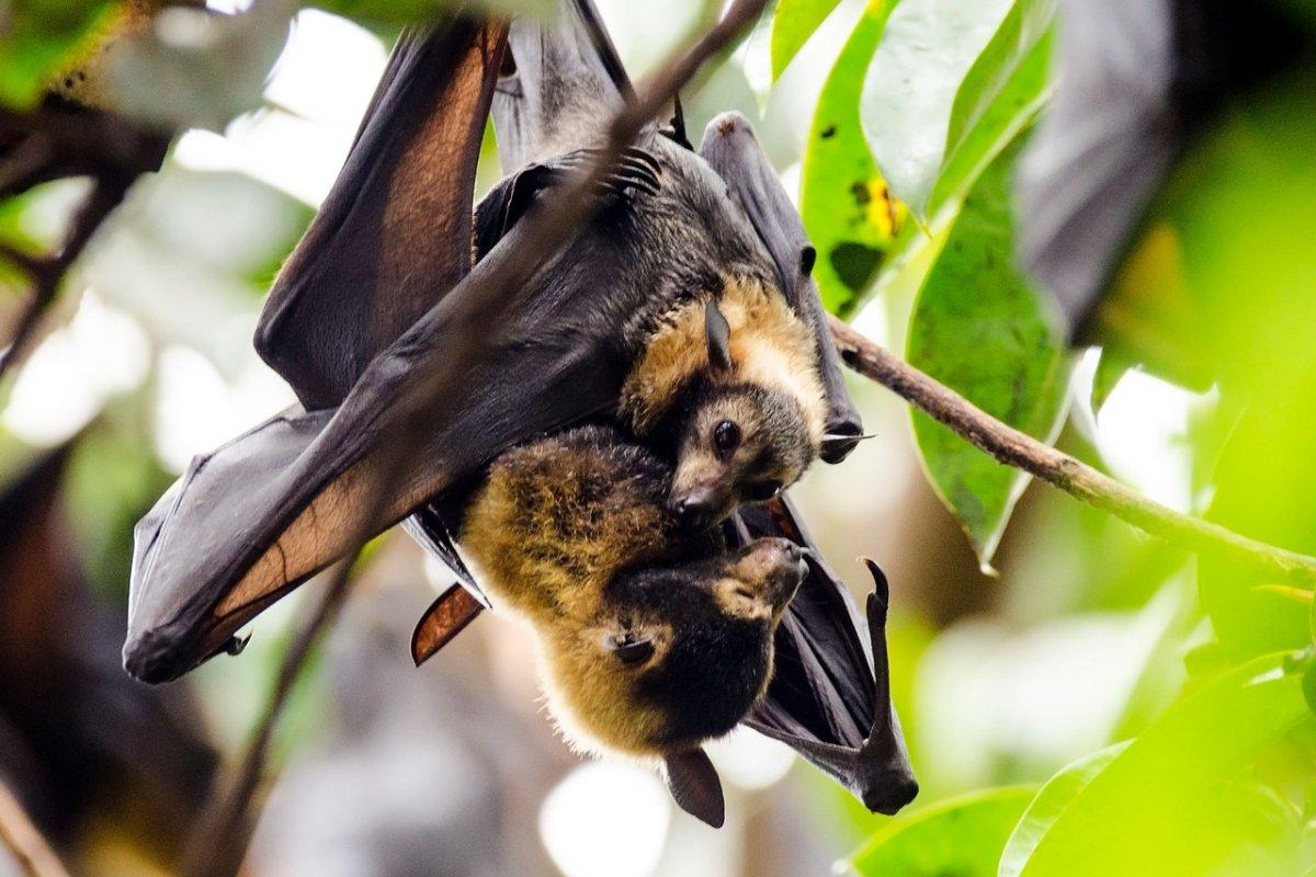 spectacled flying fox is one of the endangered animals in papua new guinea