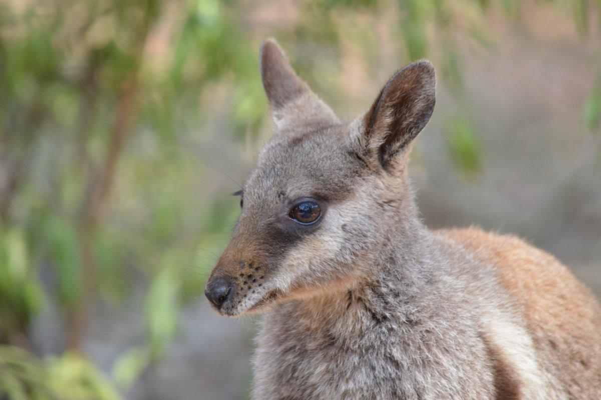 spectacled hare-wallaby