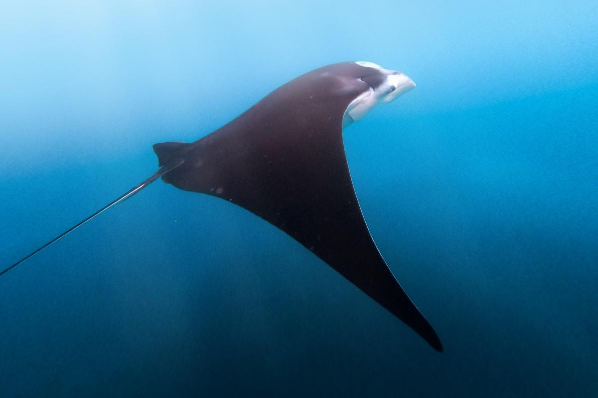 spinetail devil ray is among the nauru animals