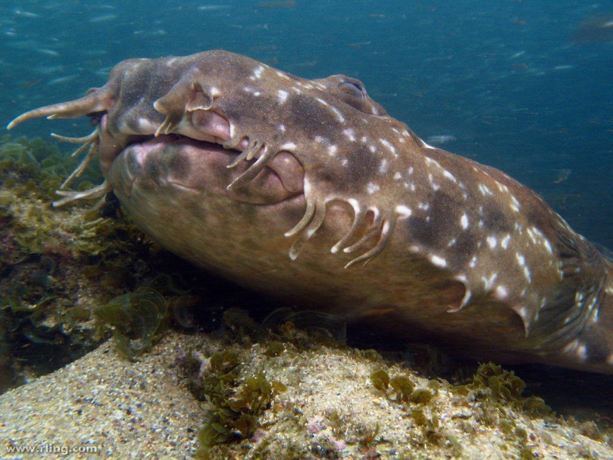 spotted wobbegong is one of the rare animals of australia