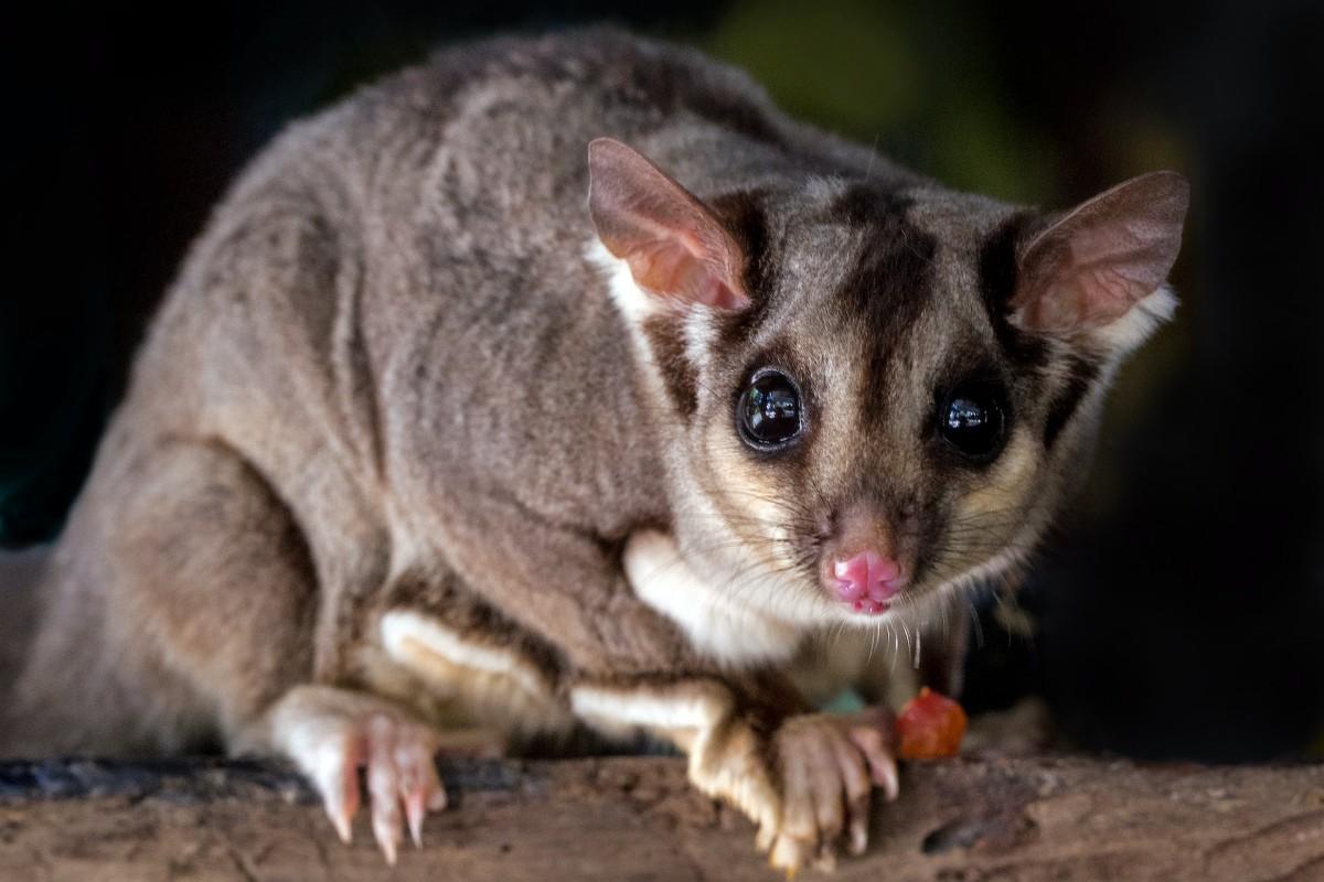 sugar glider is among the solomon islands animals