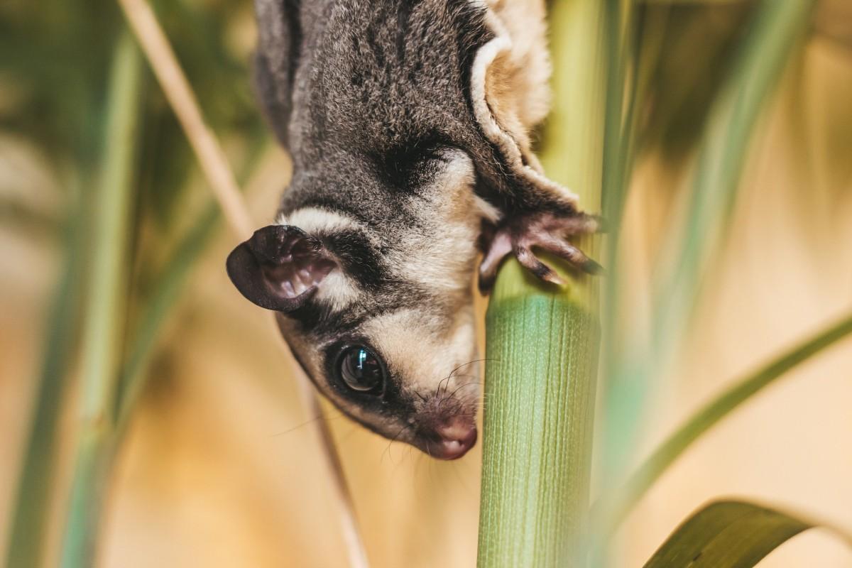 sugar glider is one of the famous animals in australia