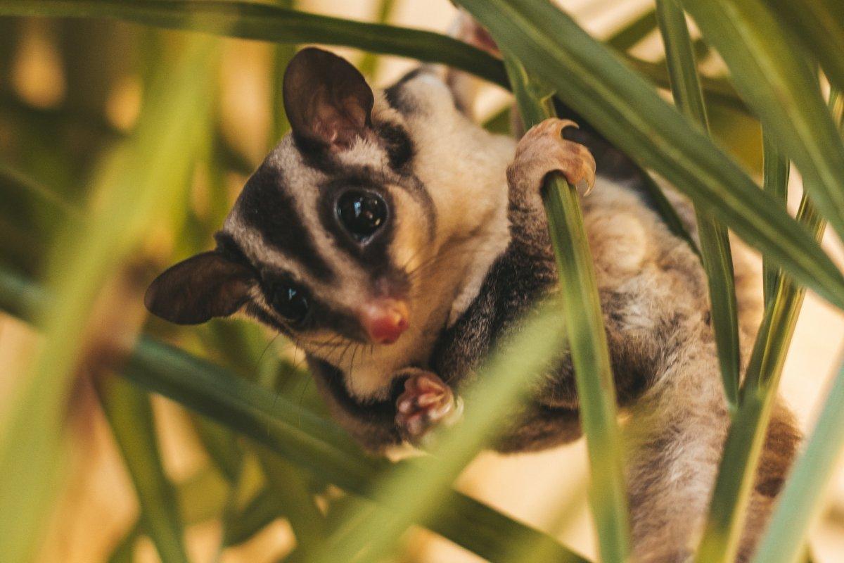 sugar glider