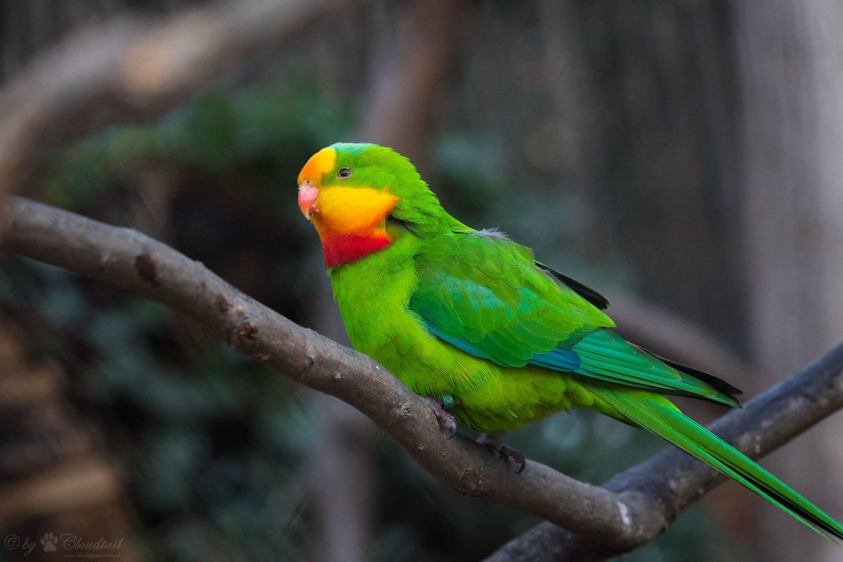 superb parrot