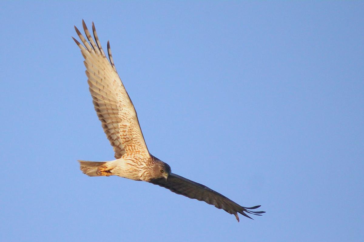 swamp harrier is among the endemic species in fiji