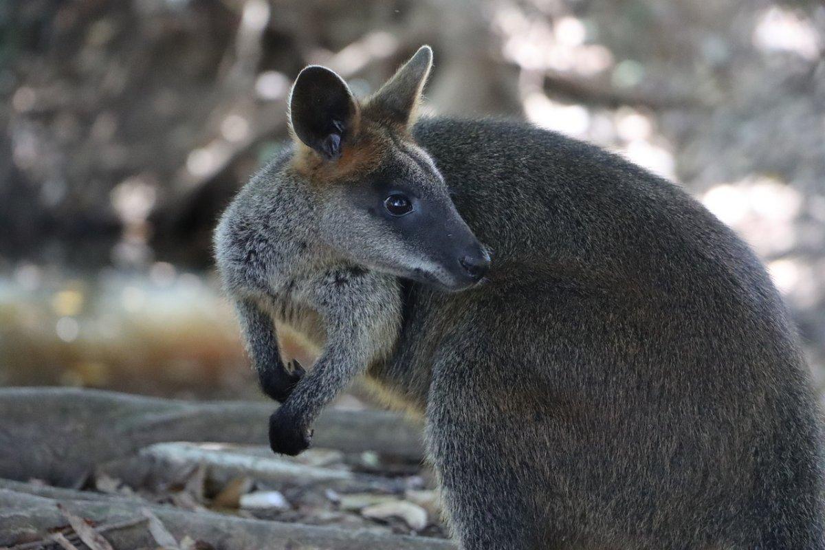 swamp wallaby is one of the animals in new south wales