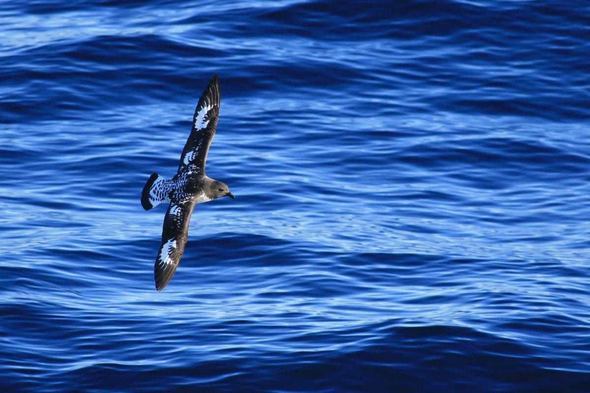 tahiti petrel is one of the native animals in fiji