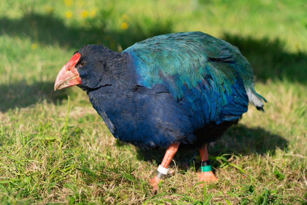 takahe is one of the endangered animals of new zealand