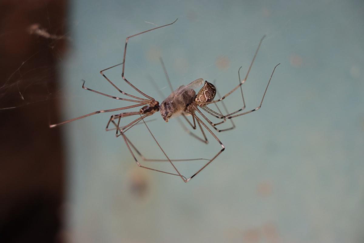 tasmanian cave spider is part of the tasmania wildlife