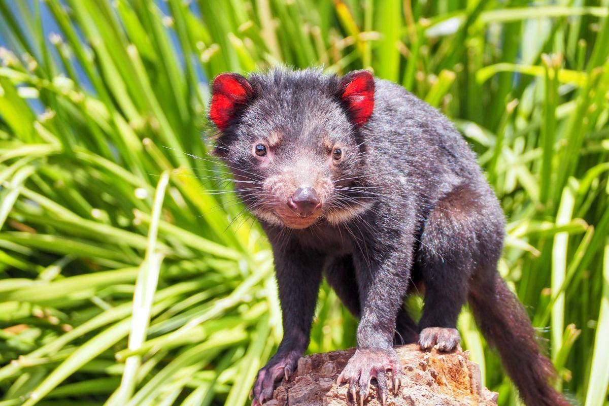 tasmanian devil is among the rainforest animals australia has on its land