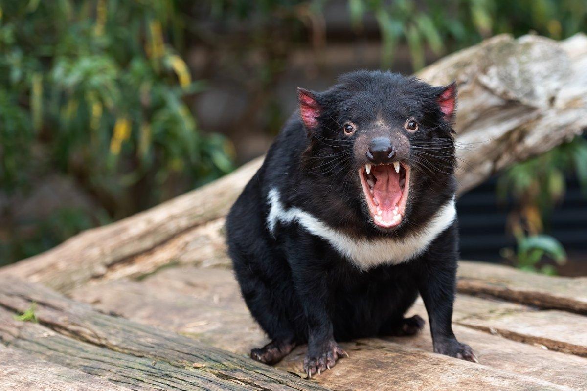 tasmanian devil is part of the wildlife of tasmania