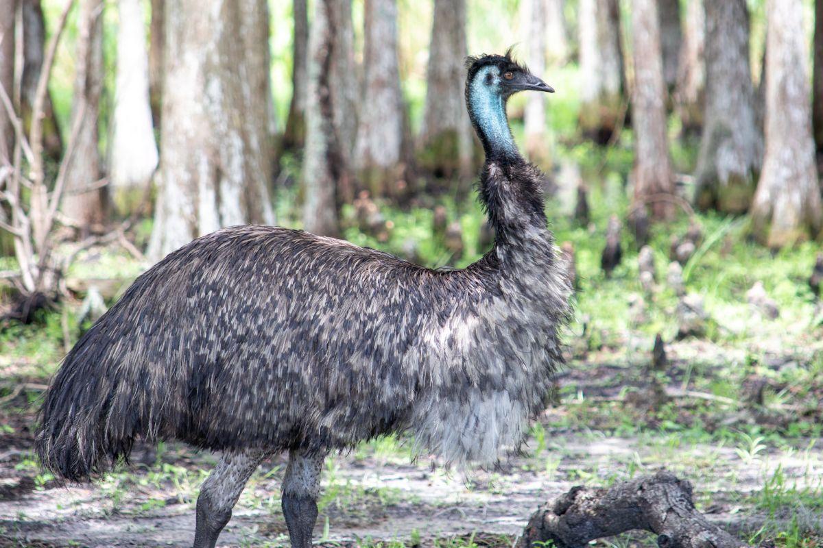 tasmanian emu is one of the extinct animals of tasmania