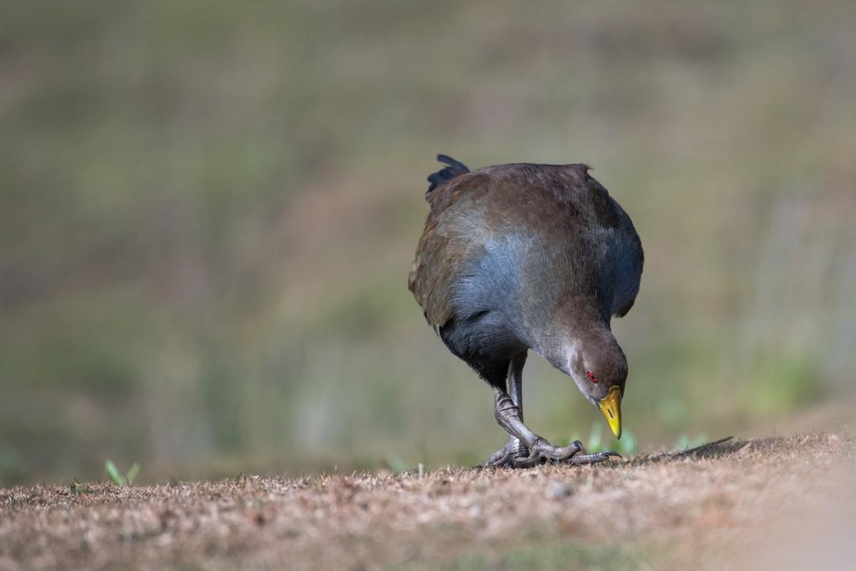 tasmanian nativehen is among the tasmanian native animals