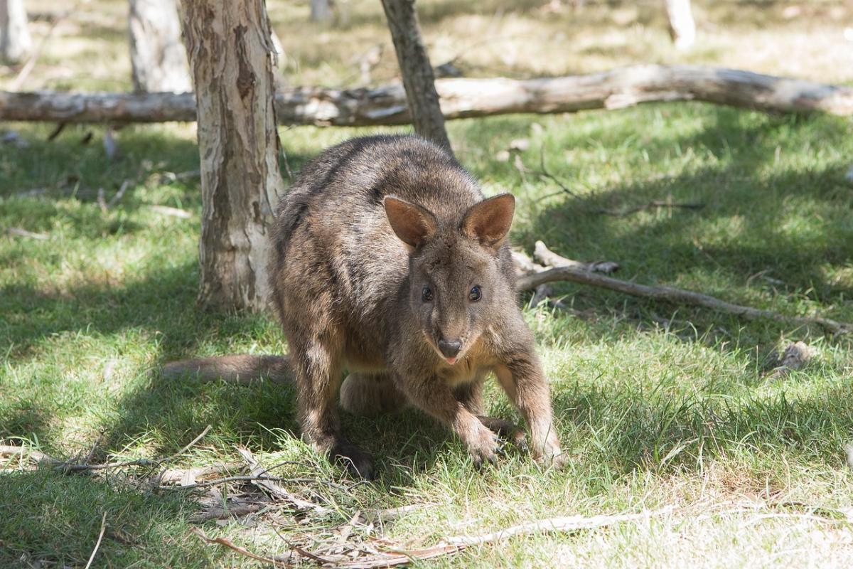 tasmanian pademelon is among the animals native to tasmania