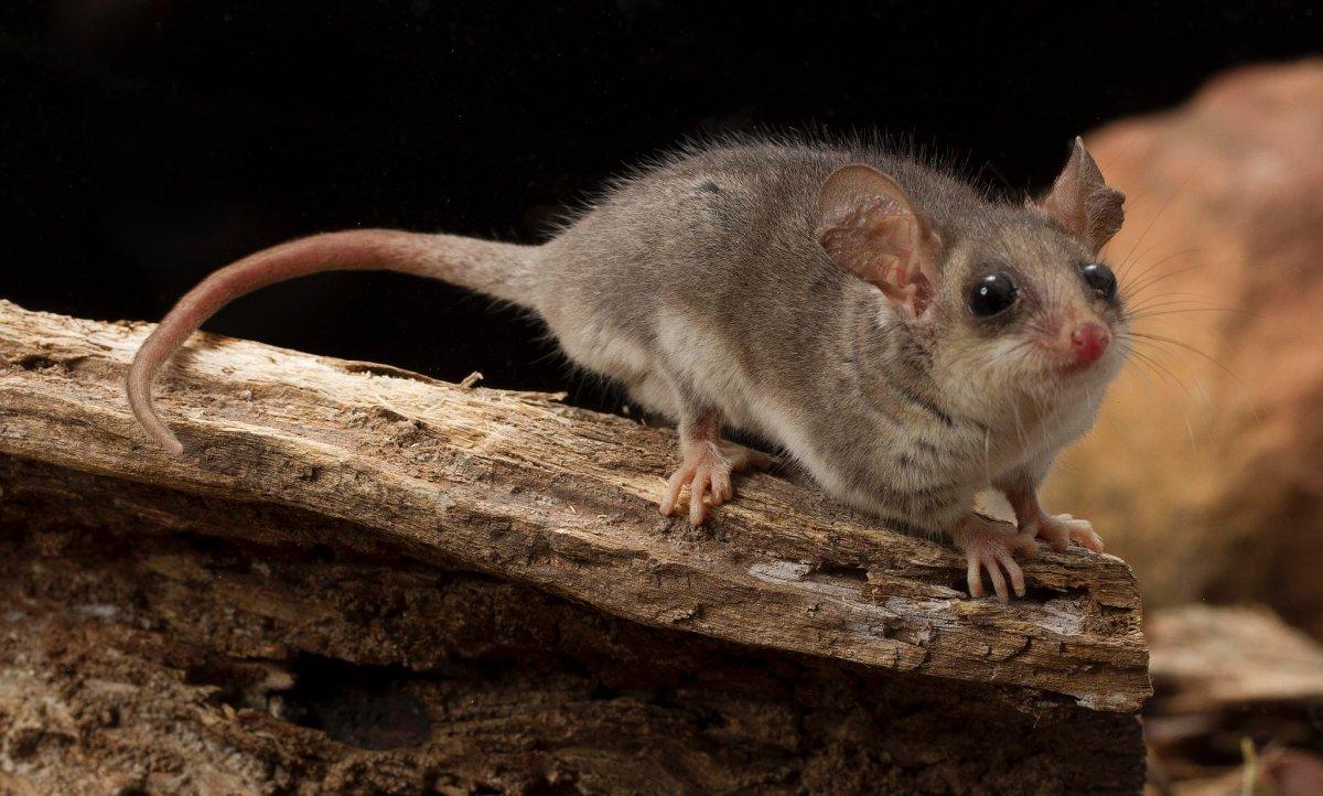 tasmanian pygmy possum is part of the tasmanian wildlife