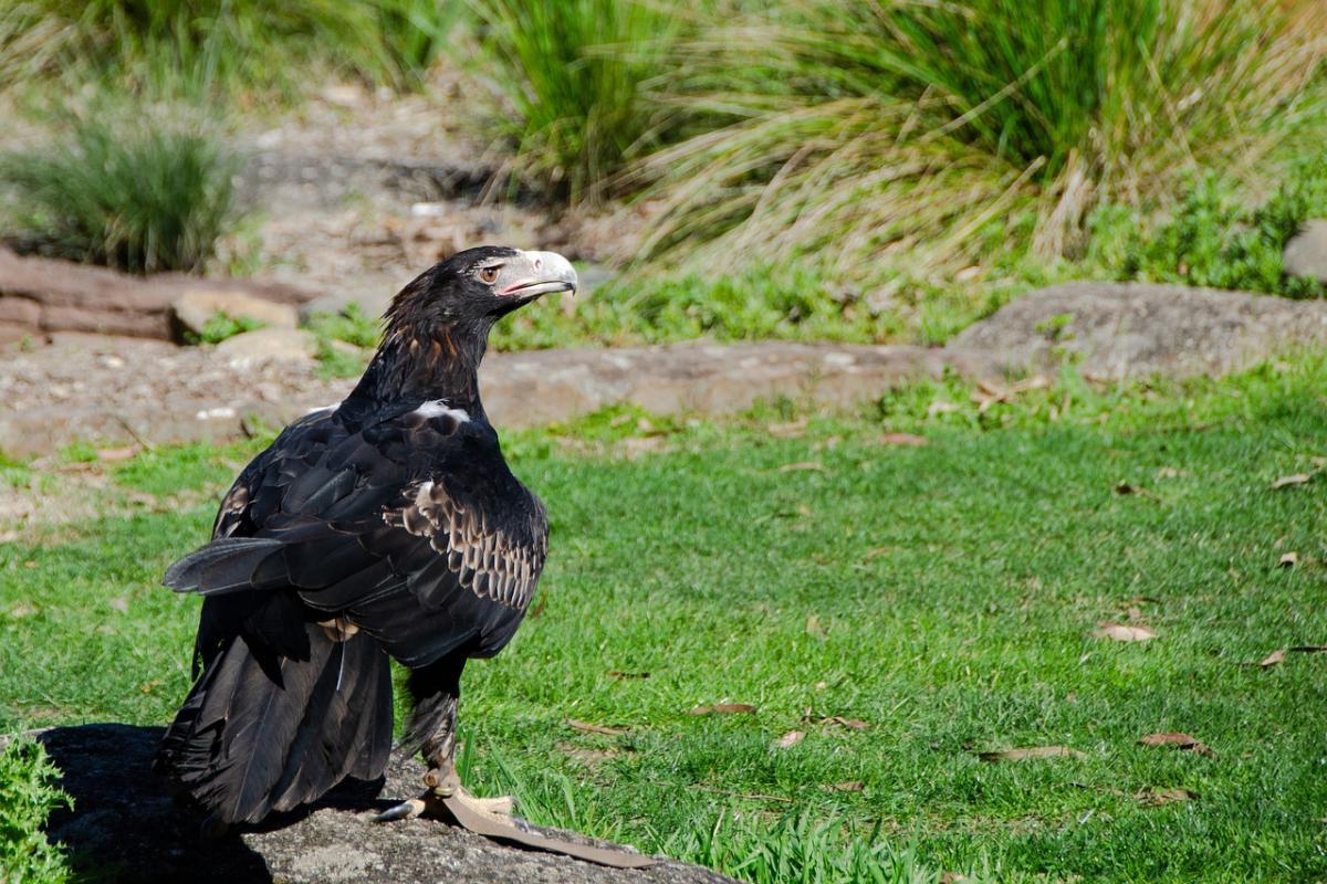 tasmanian wedge-tailed eagle is one of the endangered animals in tasmania