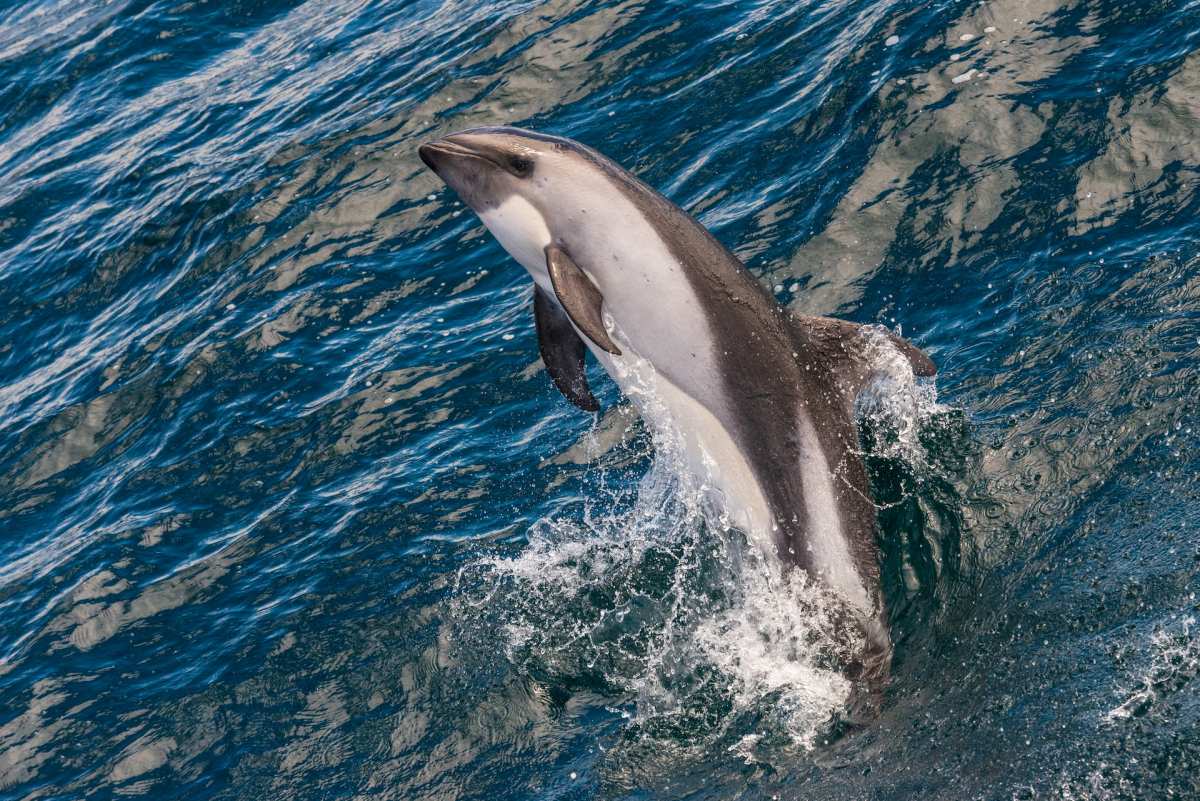 the fraser's dolphin is part of the palau wildlife