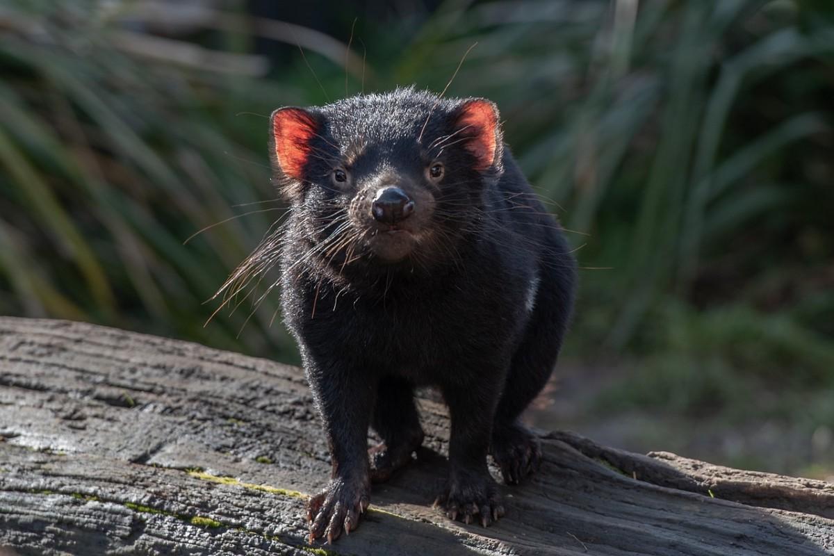 the tasmanian devil is tasmania state animal