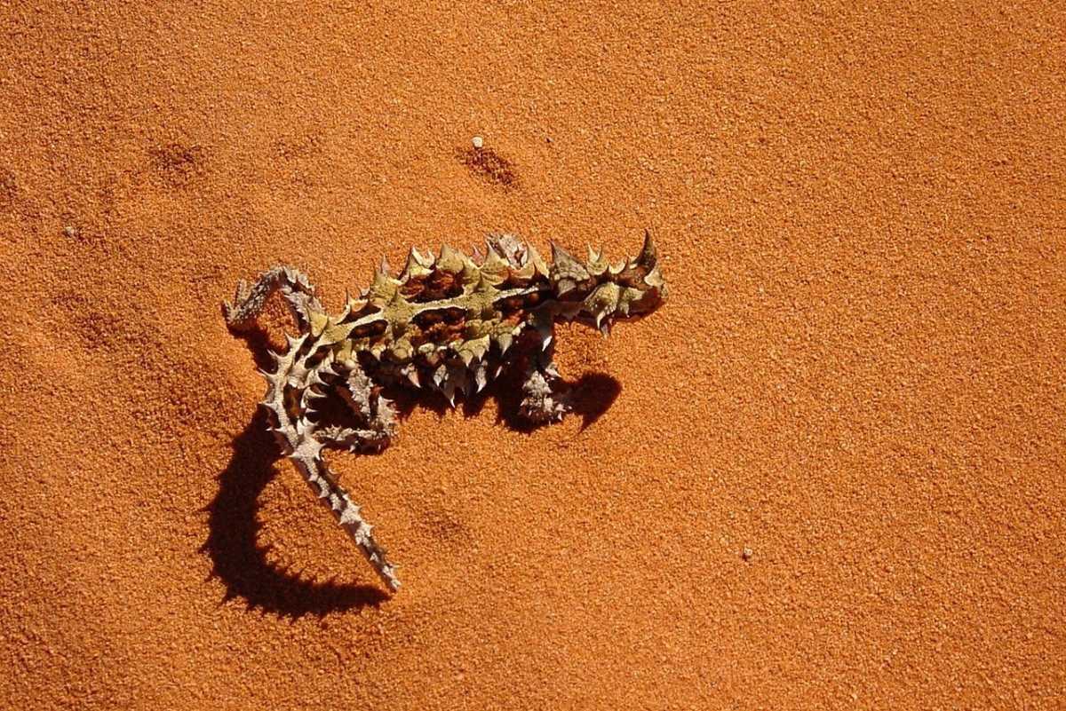 thorny devil is one of the famous animals of australia