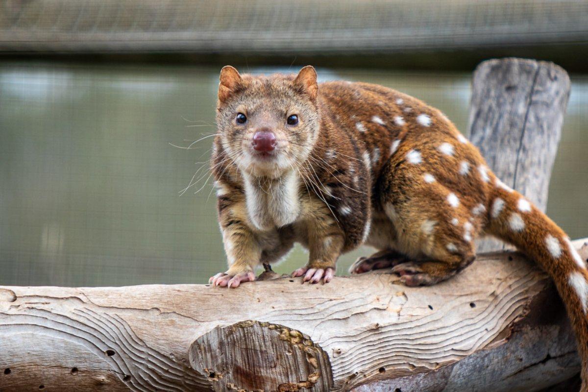 tiger quoll is one of the animals indigenous to australia