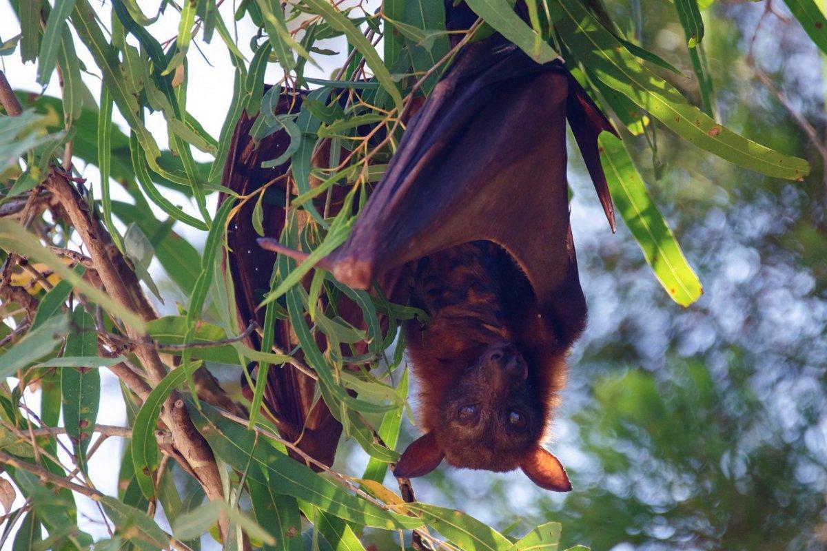 vanuatu flying fox is one of the native animals in vanuatu