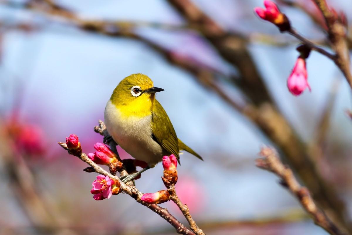 vanuatu white-eye is among the native animals of vanuatu