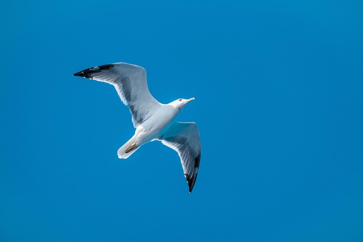 wandering albatross