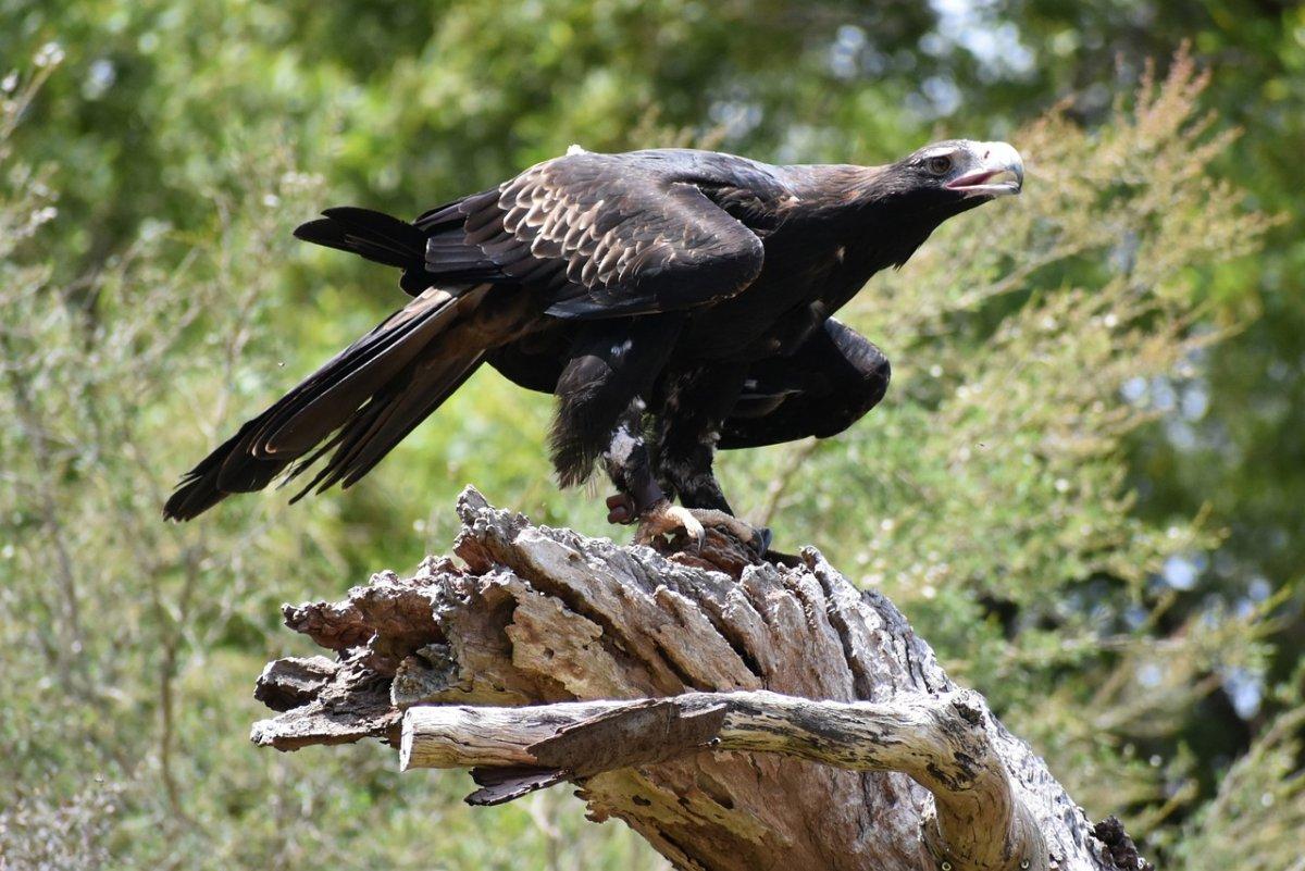 wedge tailed eagle