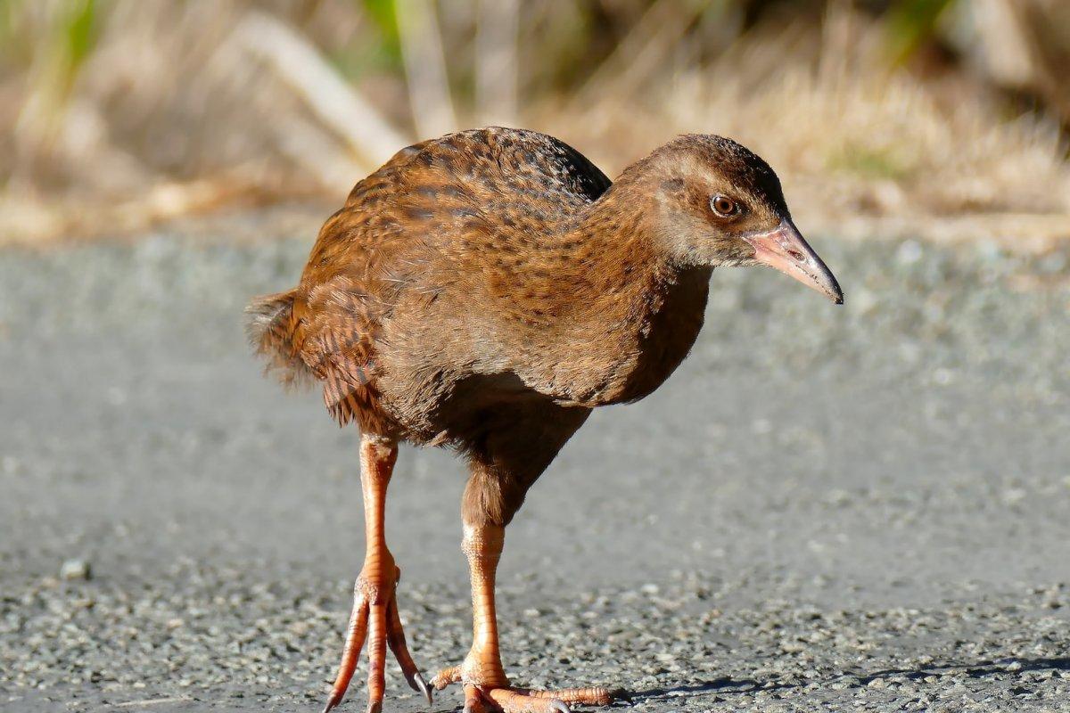 weka is one of new zealand bird species