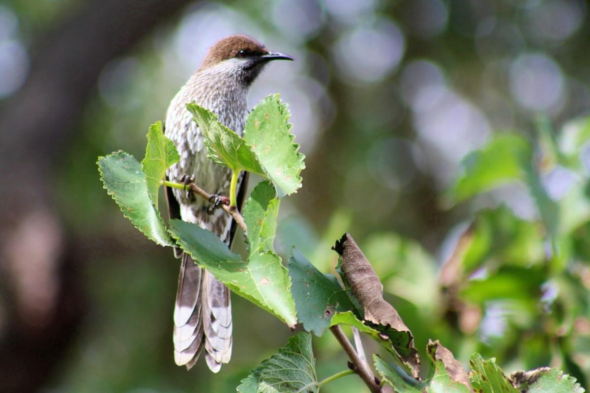 western wattlebird