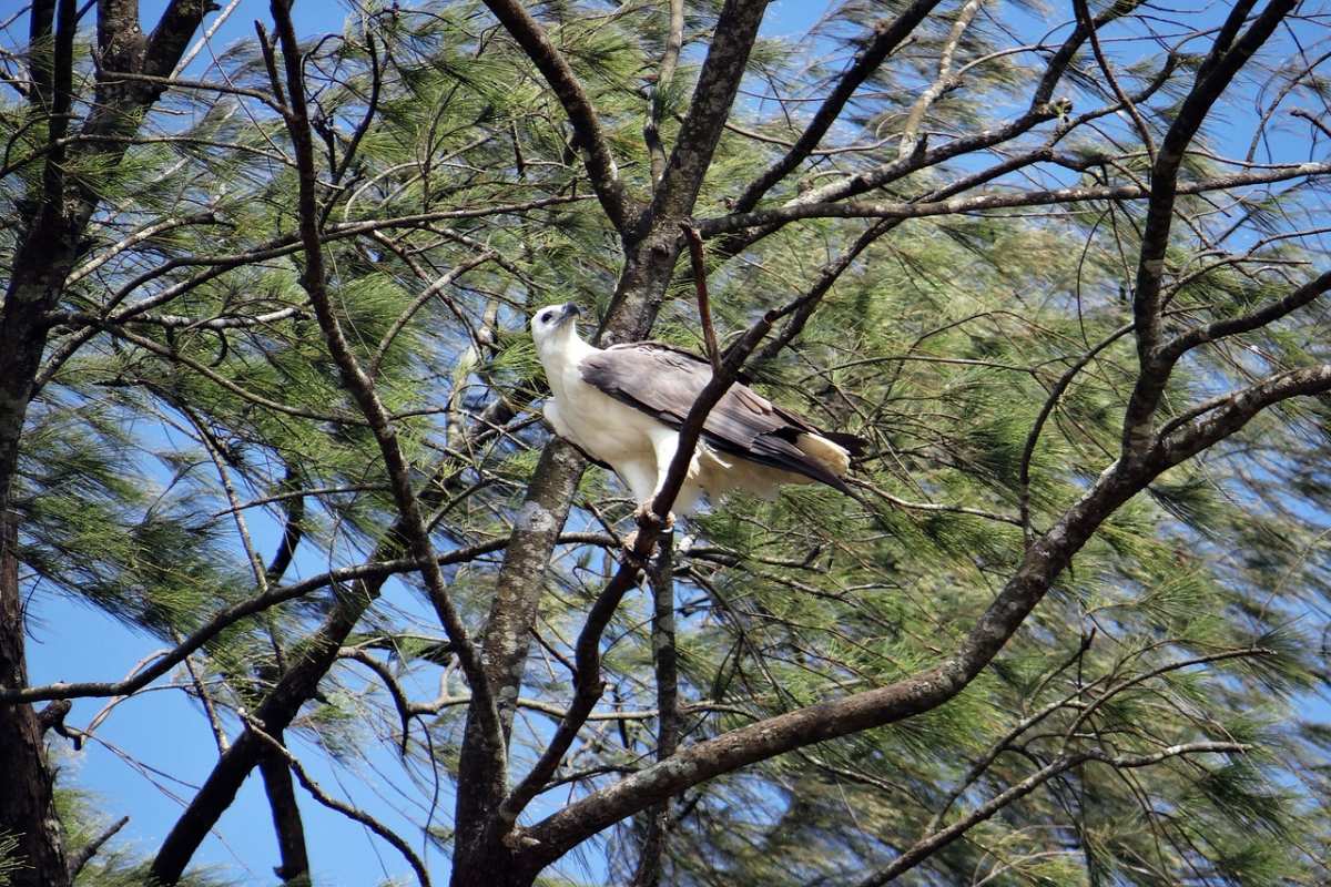 white bellied sea eagle is among the native animals in south australia