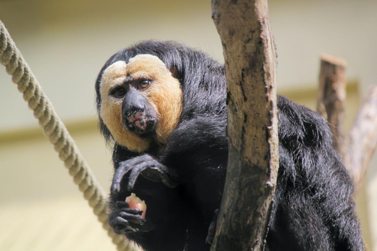 white-faced saki