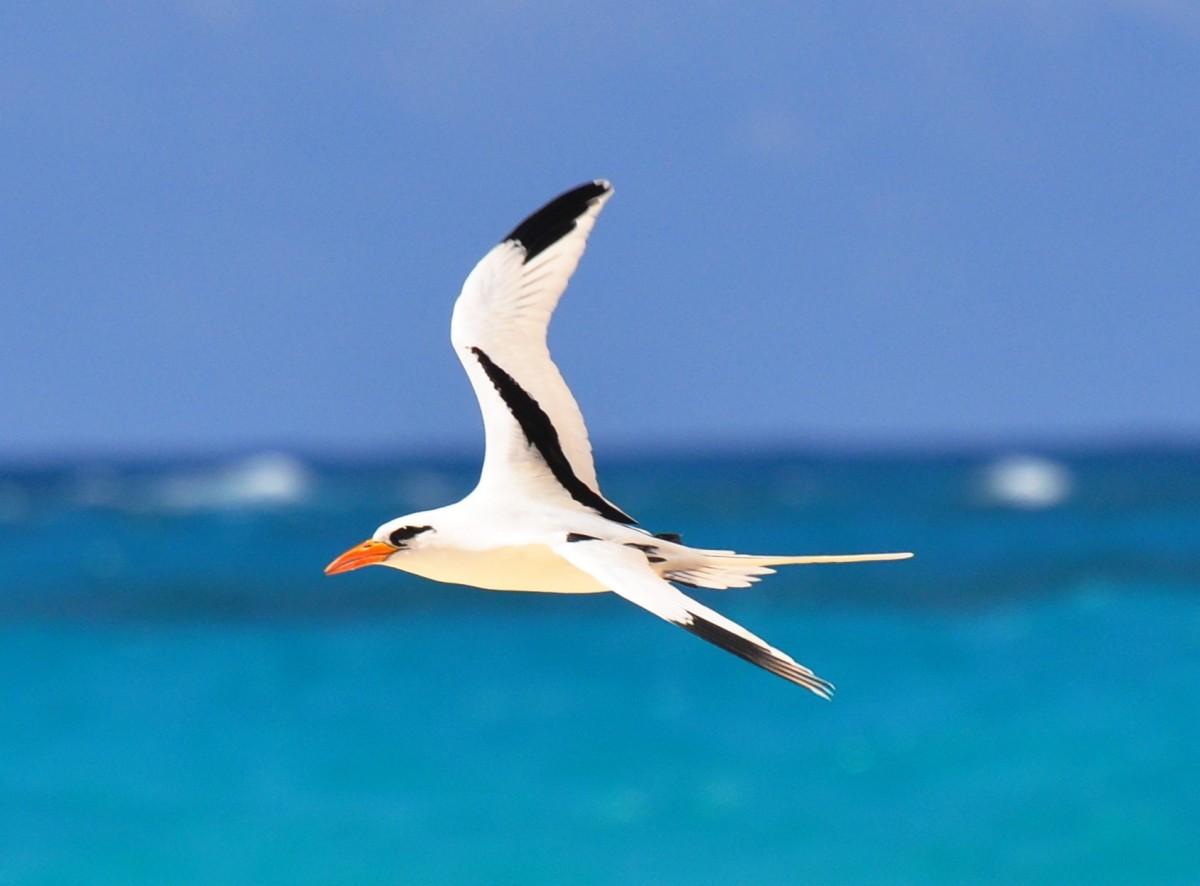 white-tailed tropicbird is part of the tuvalu wildlife