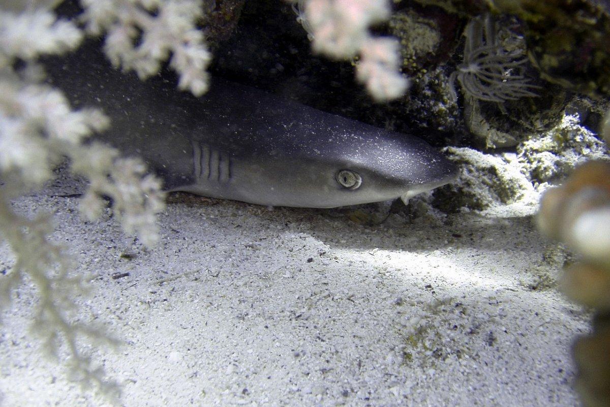 whitetip reef shark is one of the endangered animals in fiji