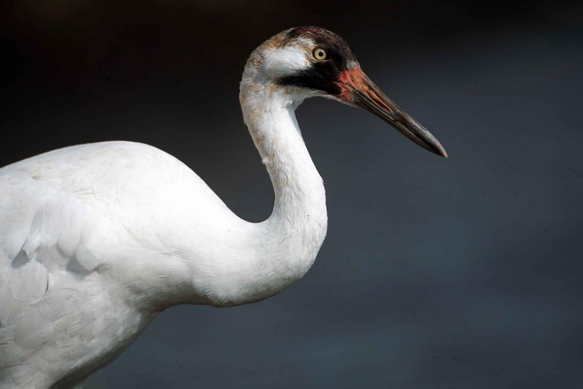 whooping crane is one of the endangered species in canada