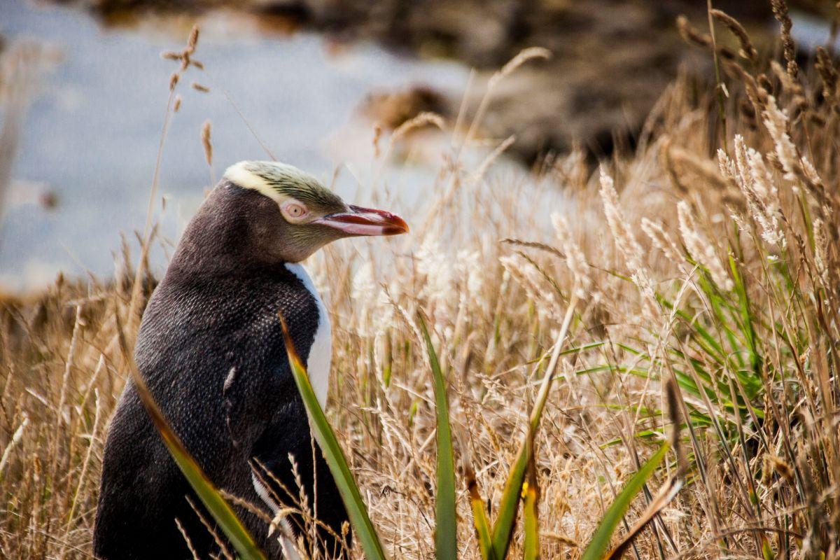 yellow-eyed penguin is one of the popular animals in new zealand