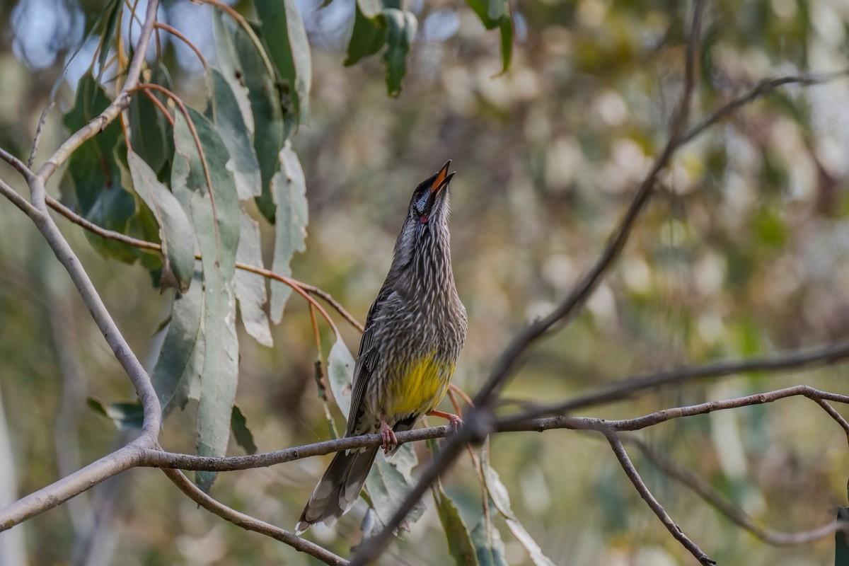 yellow wattlebird is among tasmania native animals