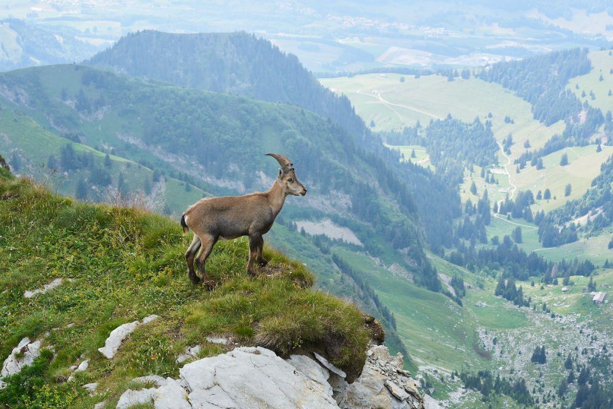 facts about the swiss alps for kids