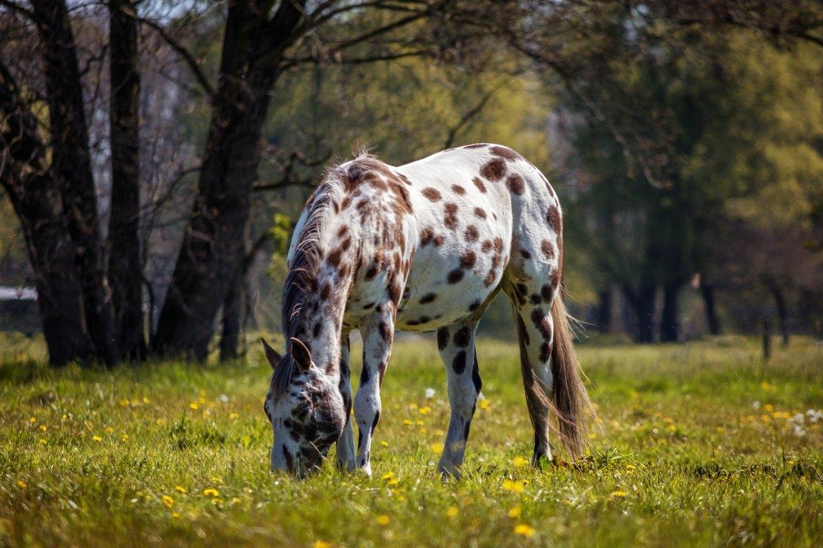 13 Wild Animals in Idaho [Wildlife in Idaho]