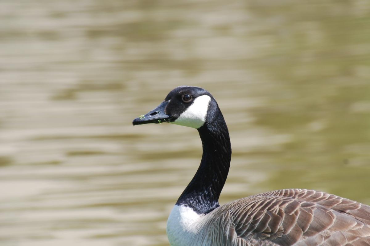 13 Wild Animals in Illinois [Wildlife in Illinois]