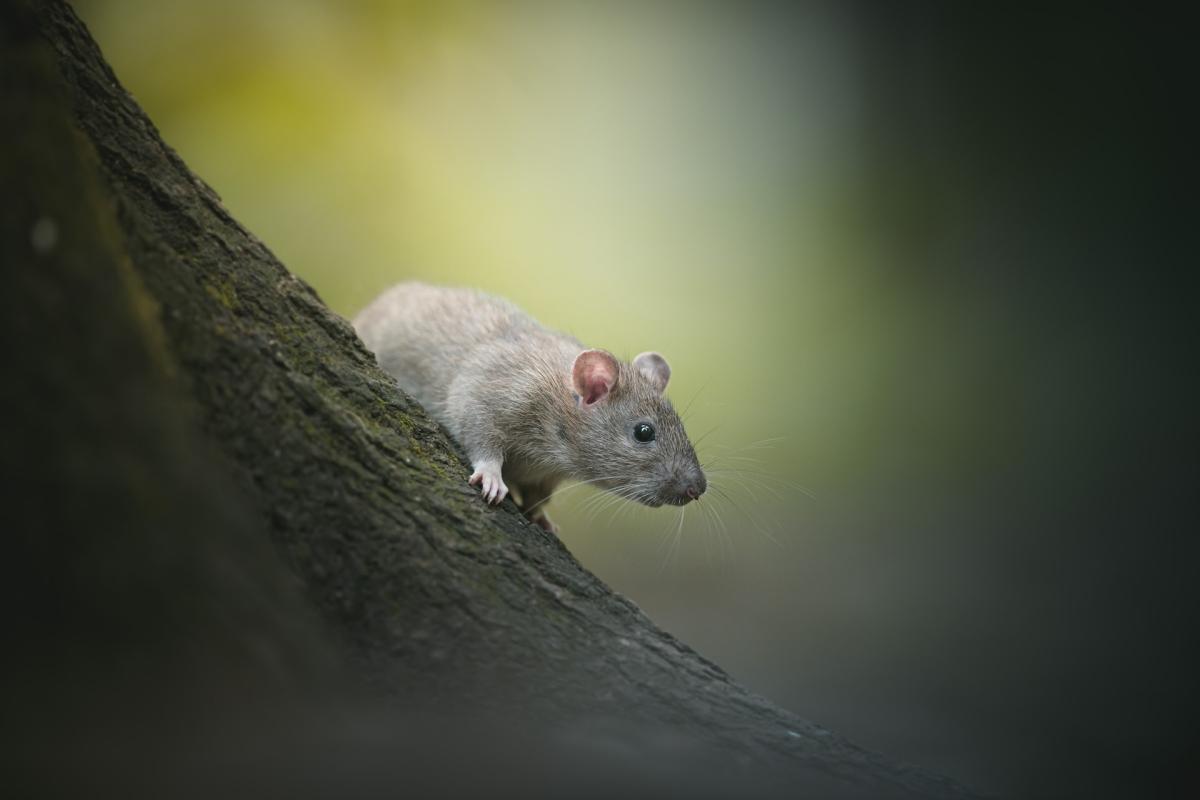 allegheny woodrat is one of the endangered animals in indiana