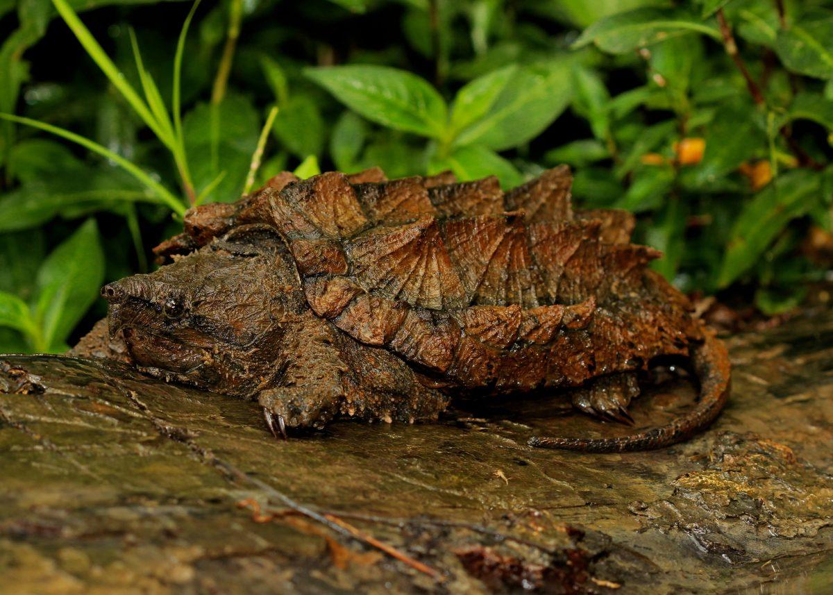 alligator snapping turtle is among the endangered species in illinois