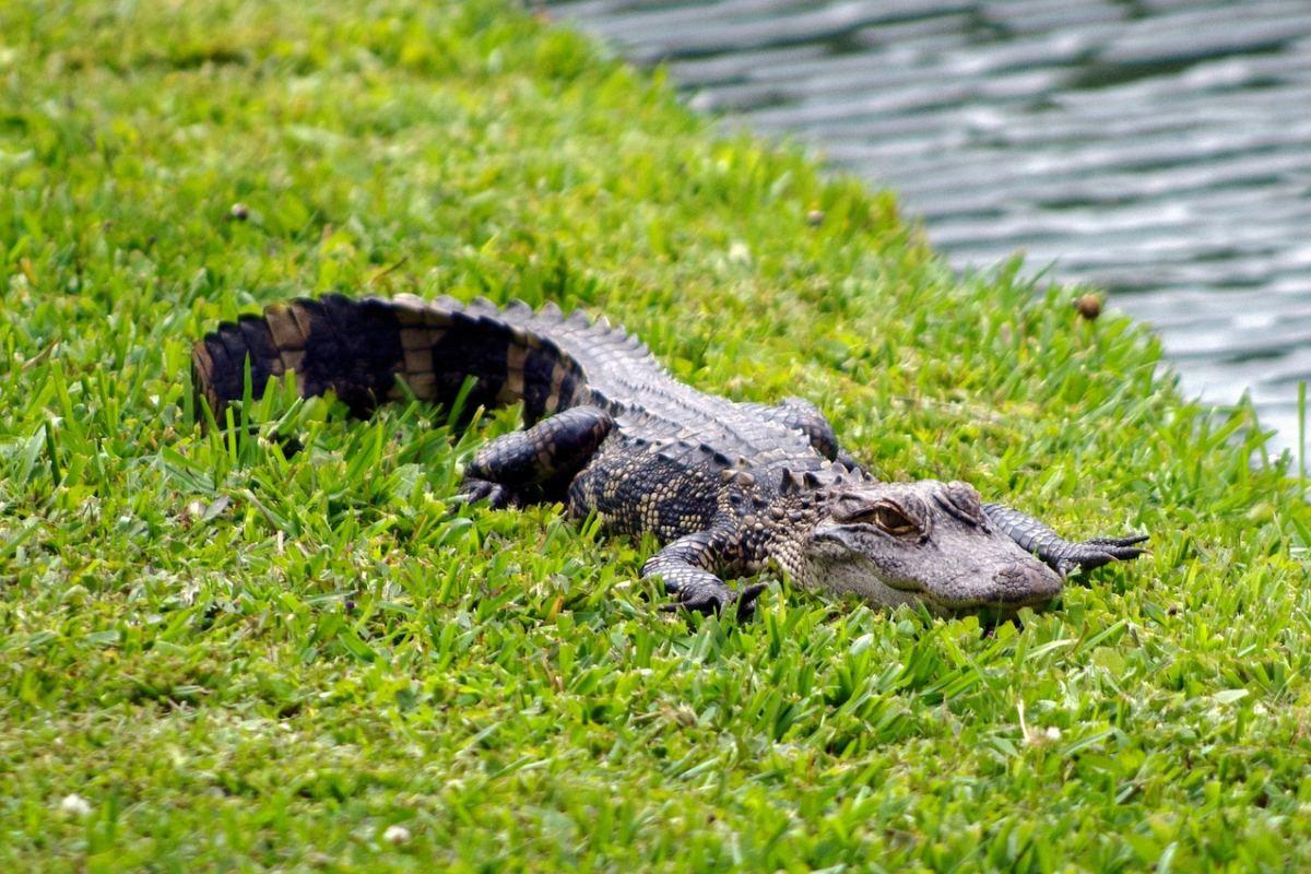 american alligator is part of the wildlife in alabama