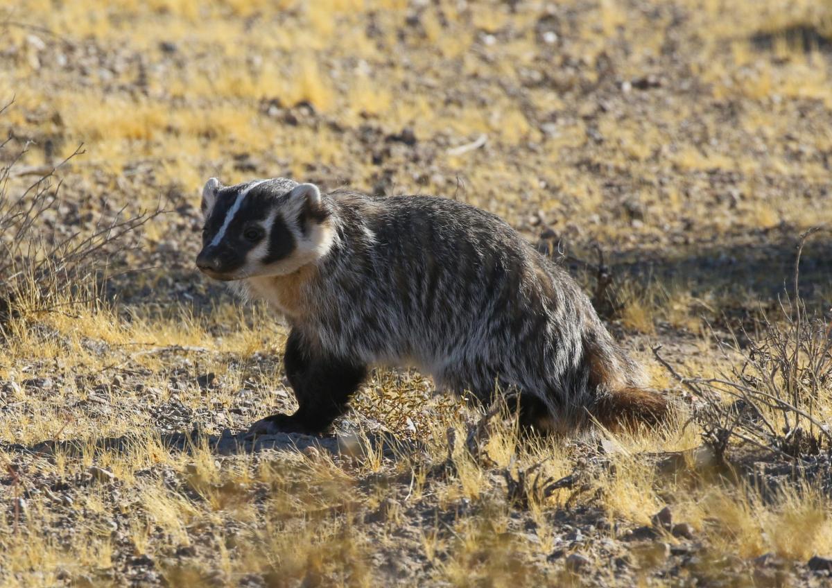 american badger