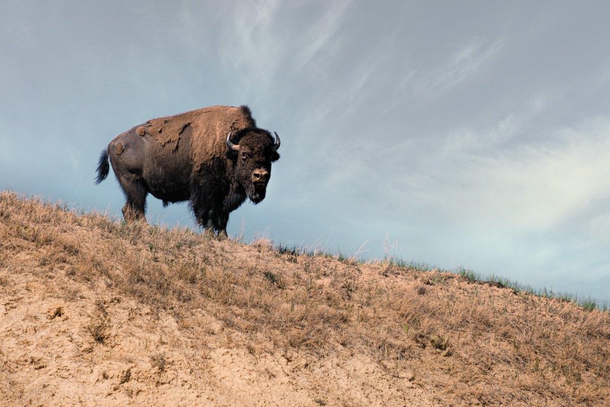 american bison is one of the native animals of alabama